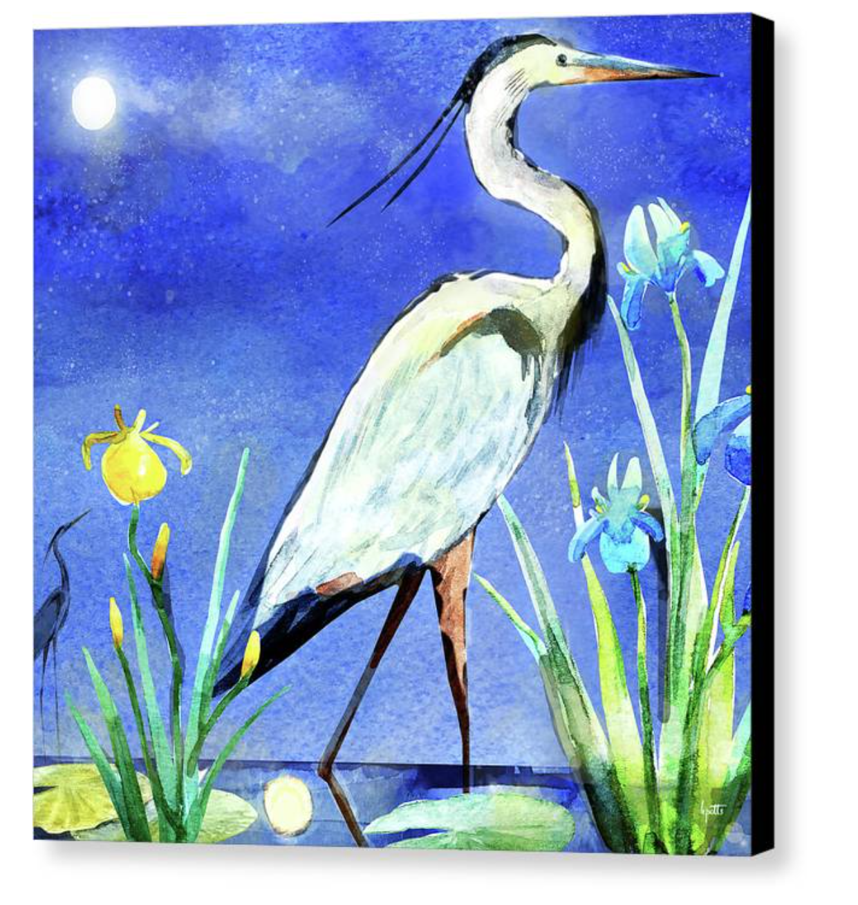 Moonlight Irises 14 x 14 canvas print